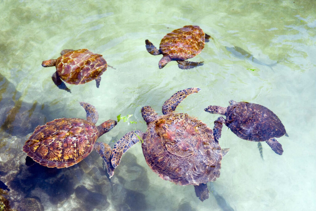 Tartarughe a Zanzibar