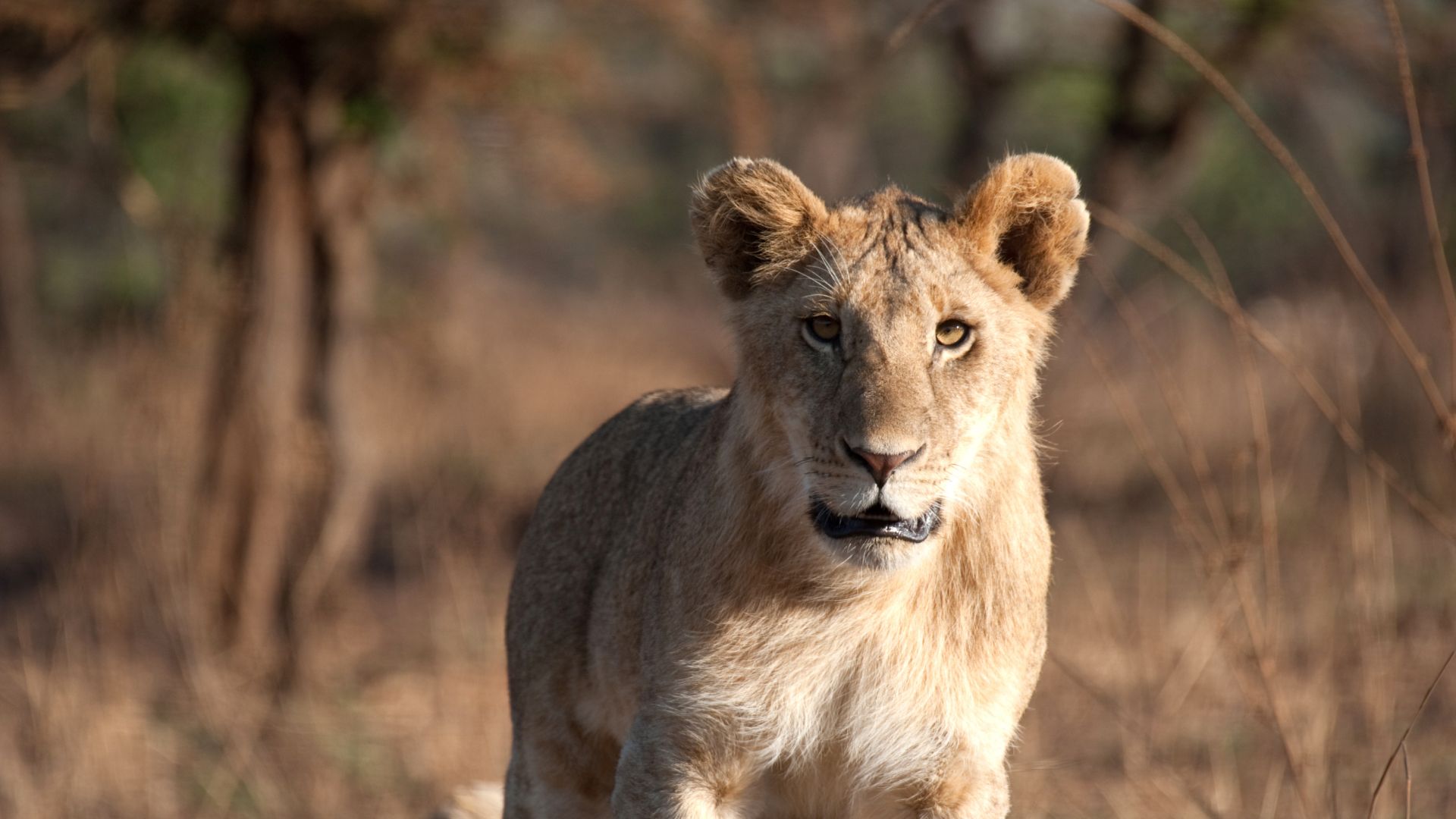 leone safari
