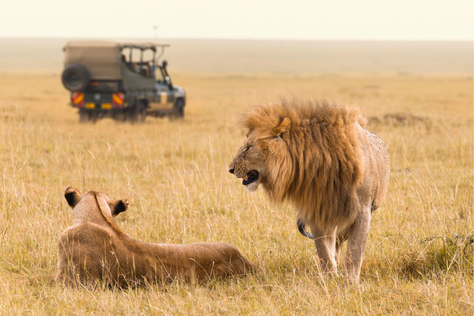 Leoni Safari