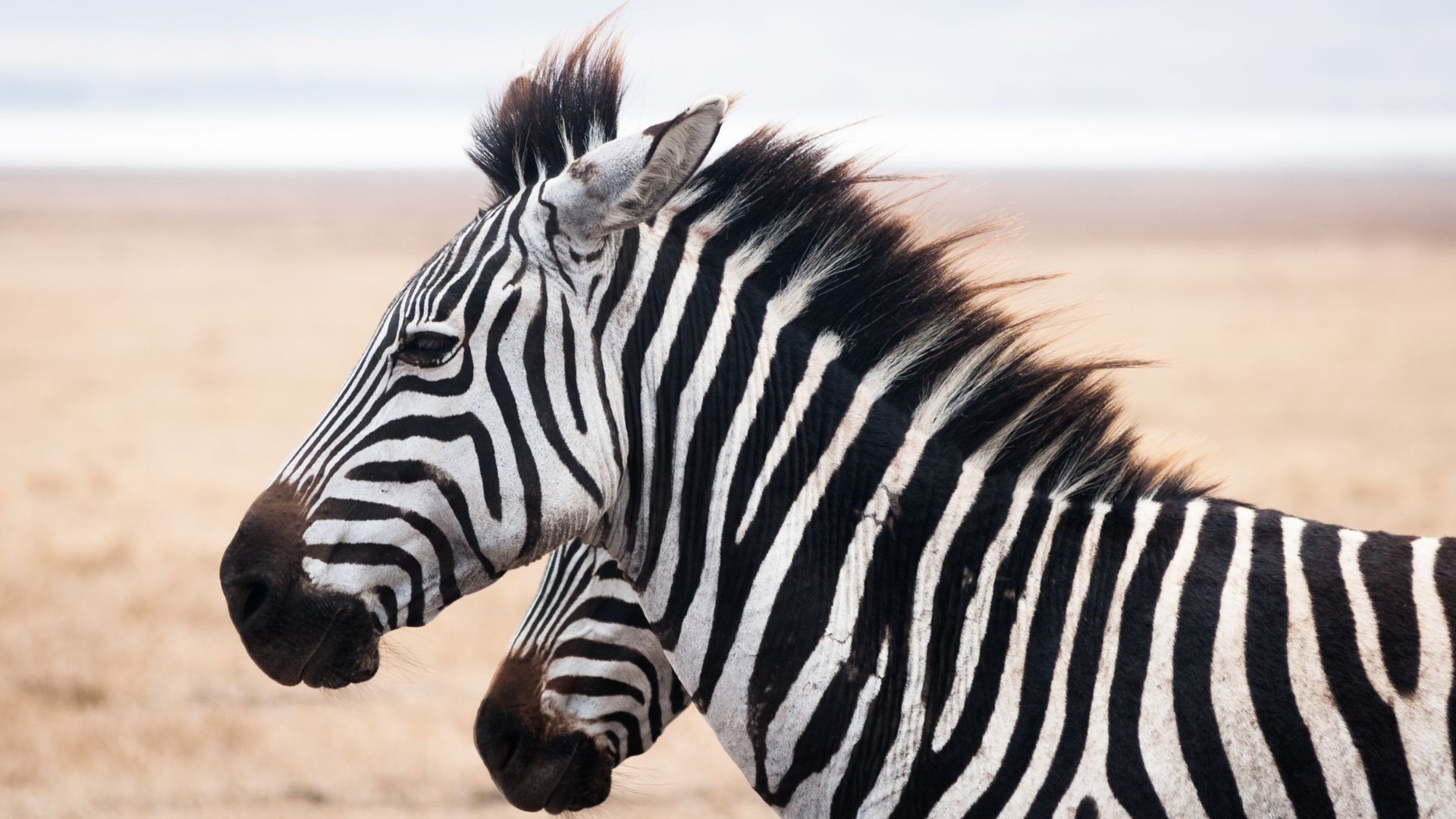 Zebre a Ngorongoro