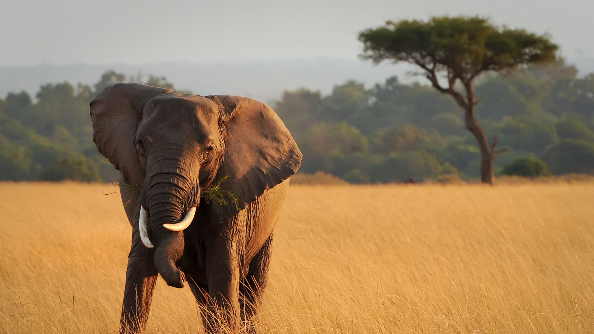 parco serengeti elefante