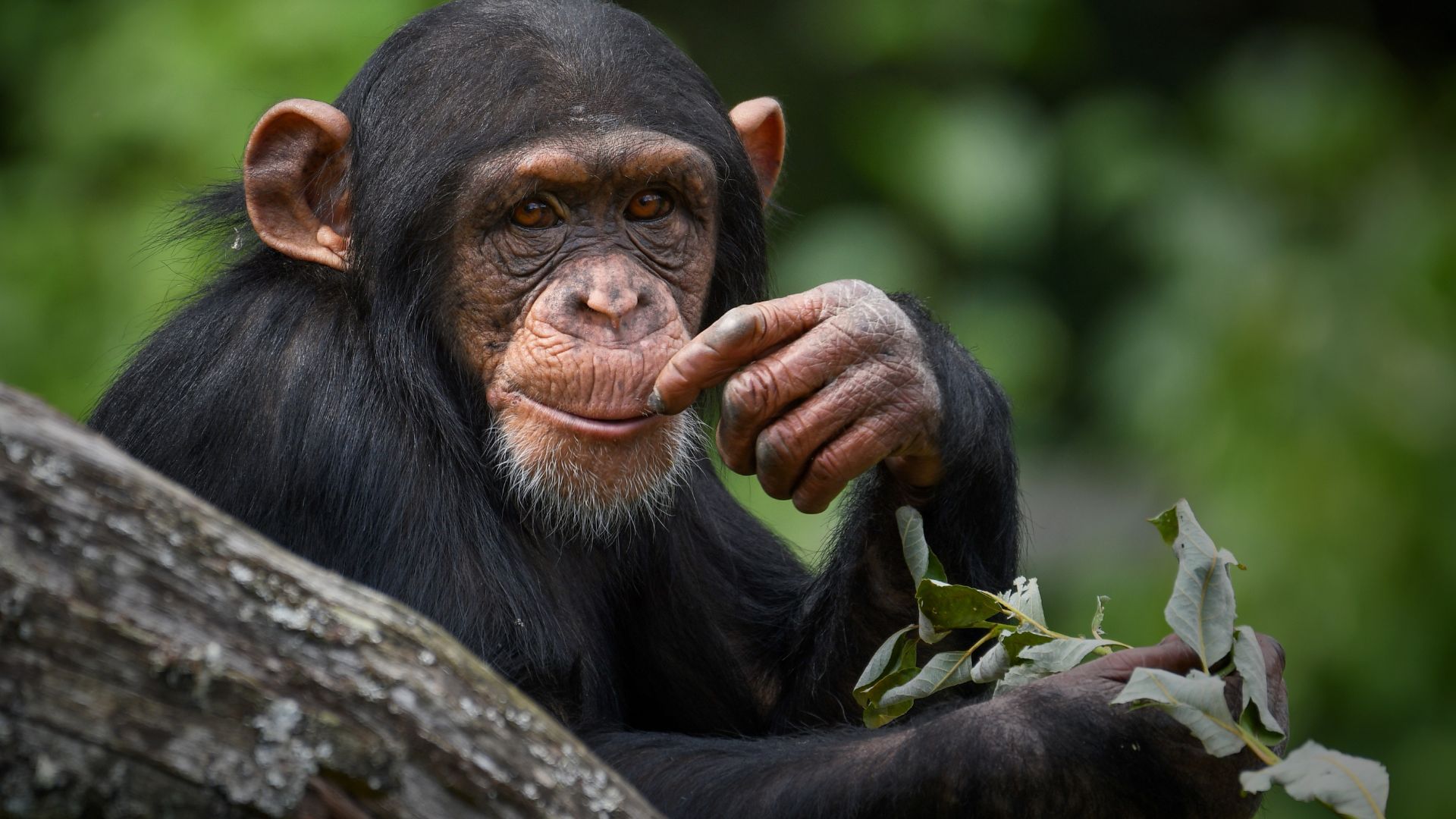 Bigodi Wetland Sanctuary