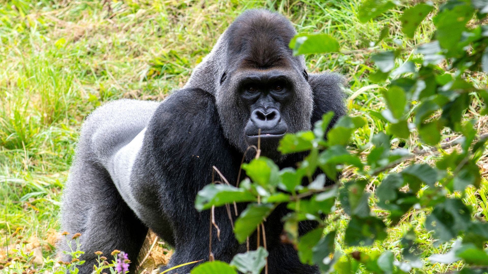 Gorilla Trekking Uganda