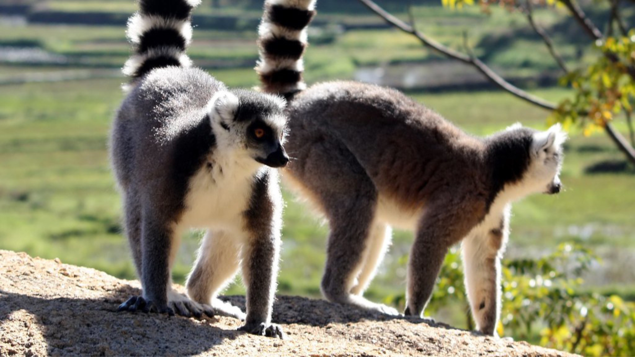 I lemuri di Anja